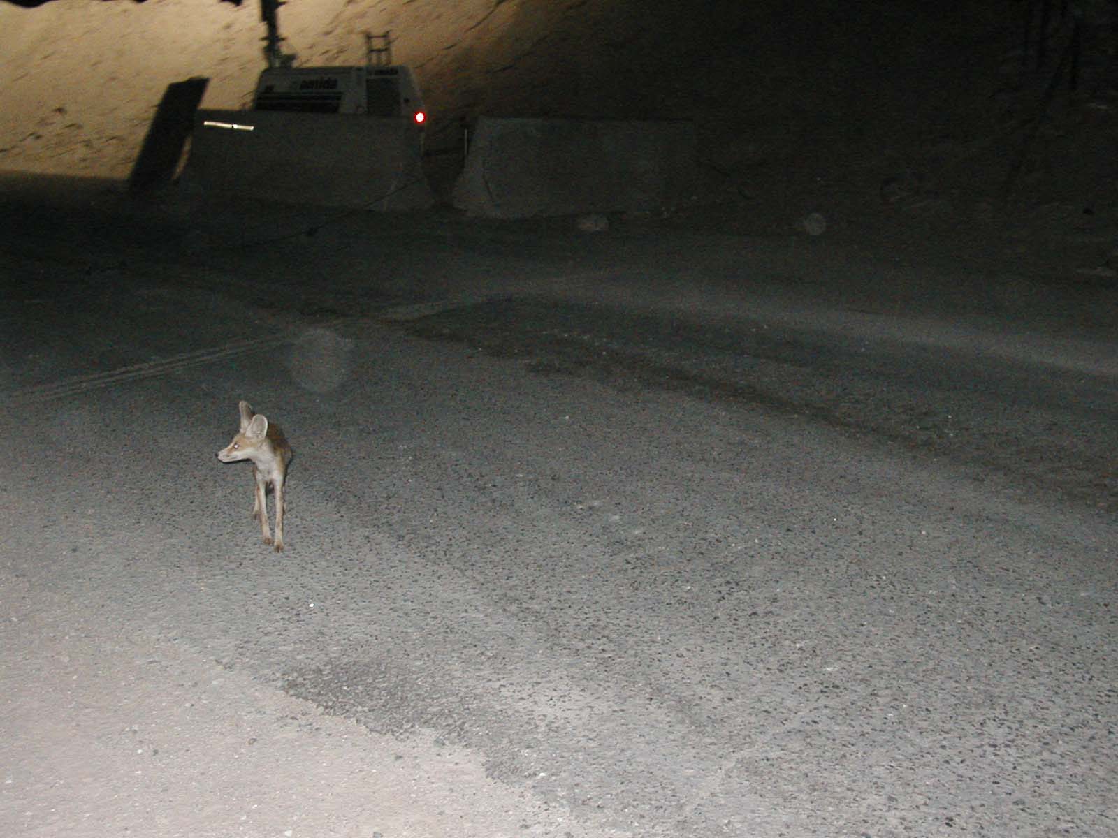 Fox-3