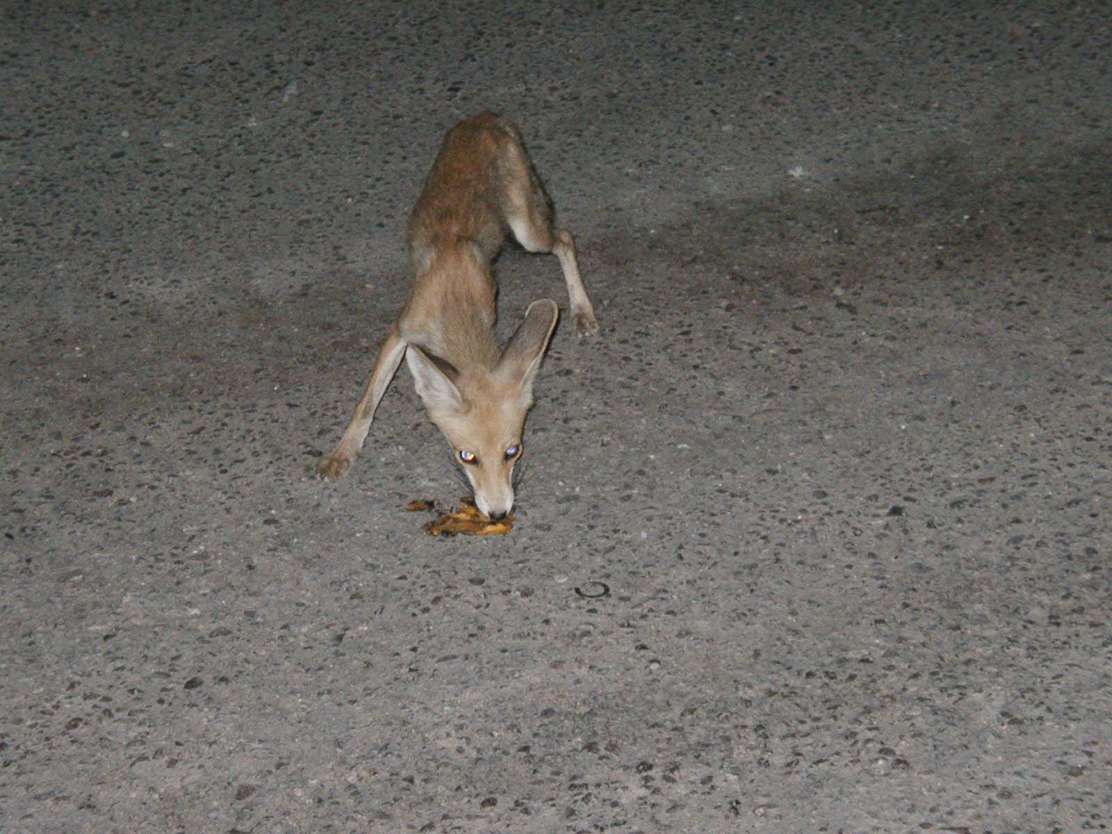 Fox-6