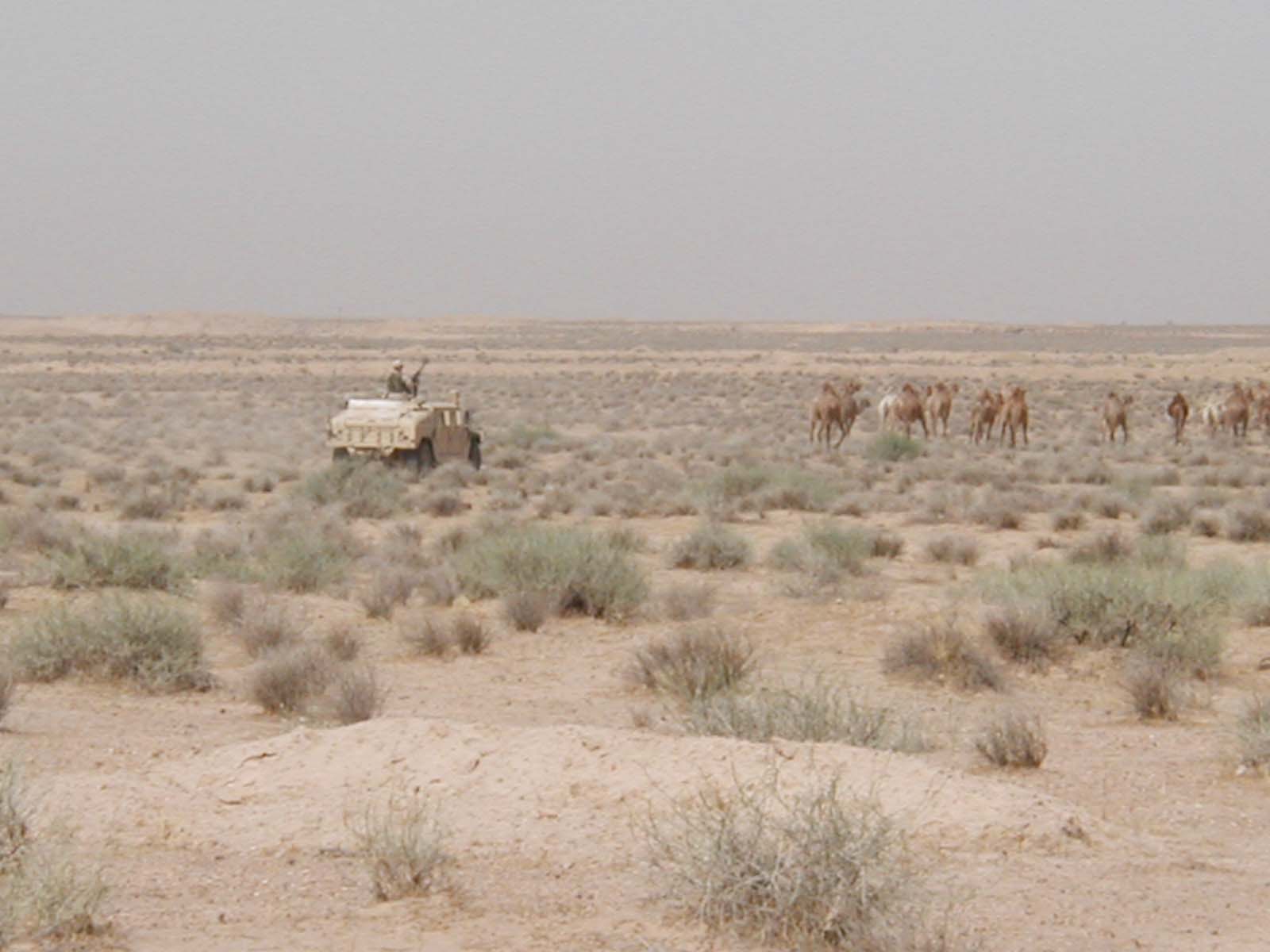 Jones_Herding-1