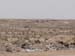 One_Tree-1