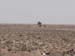 One_Tree-2
