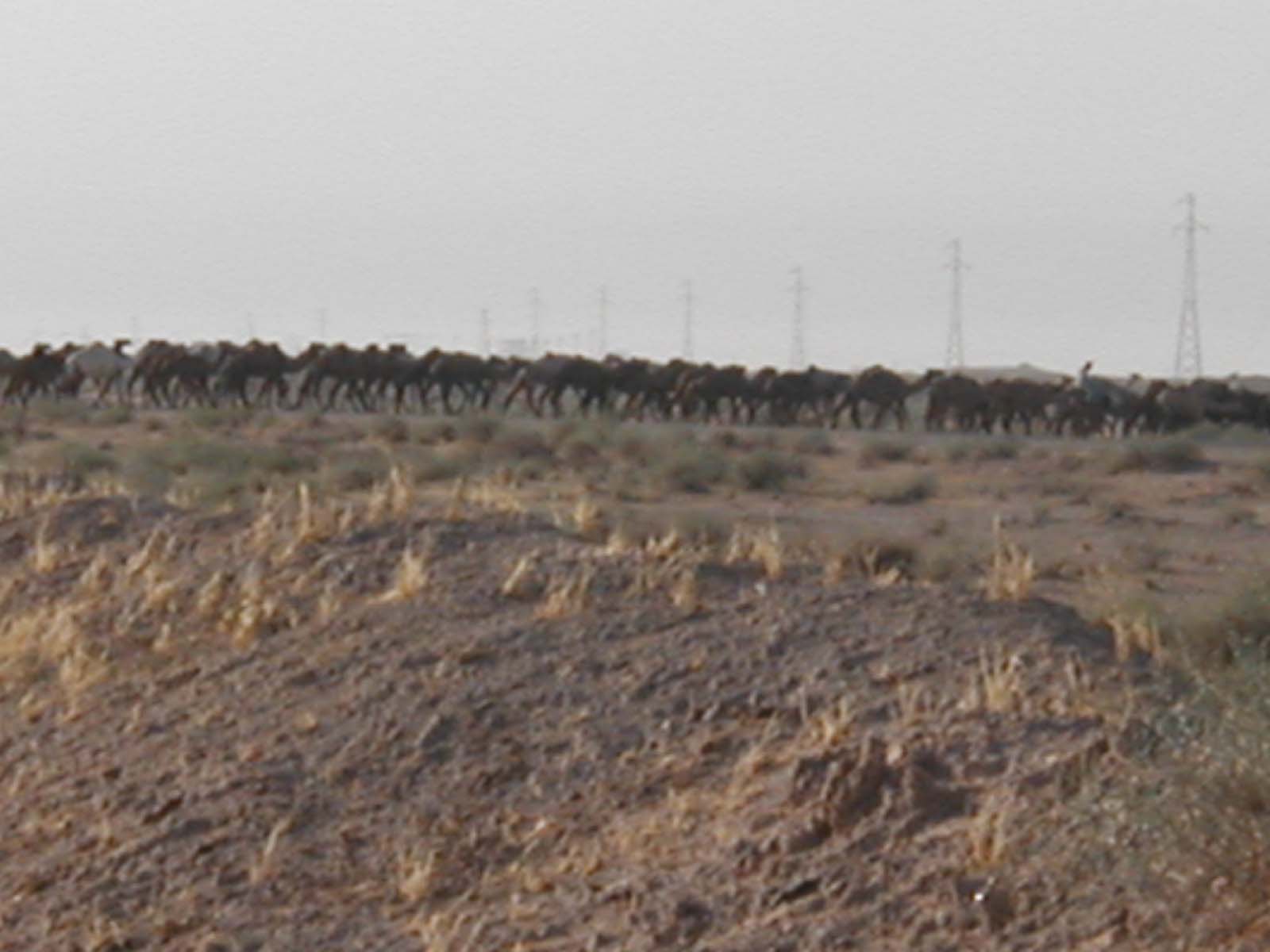 Camels2