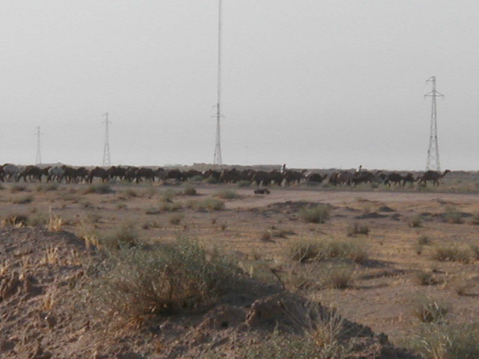Camels3