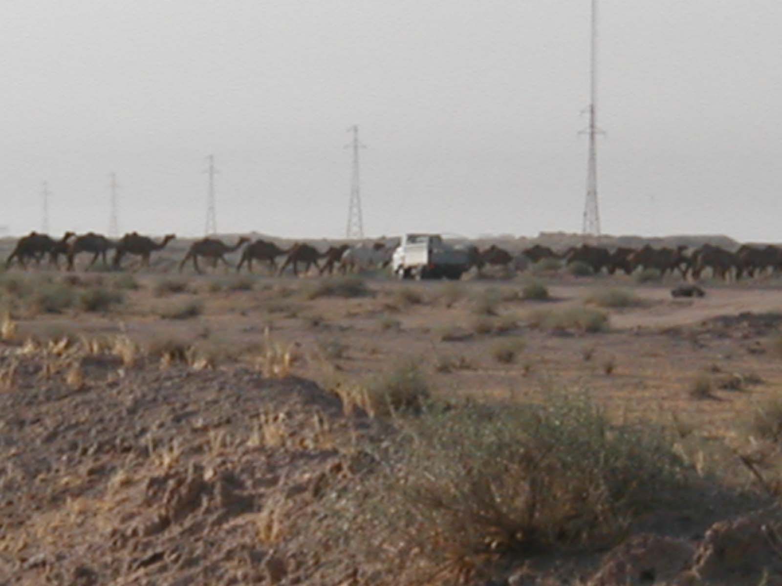 Camels5