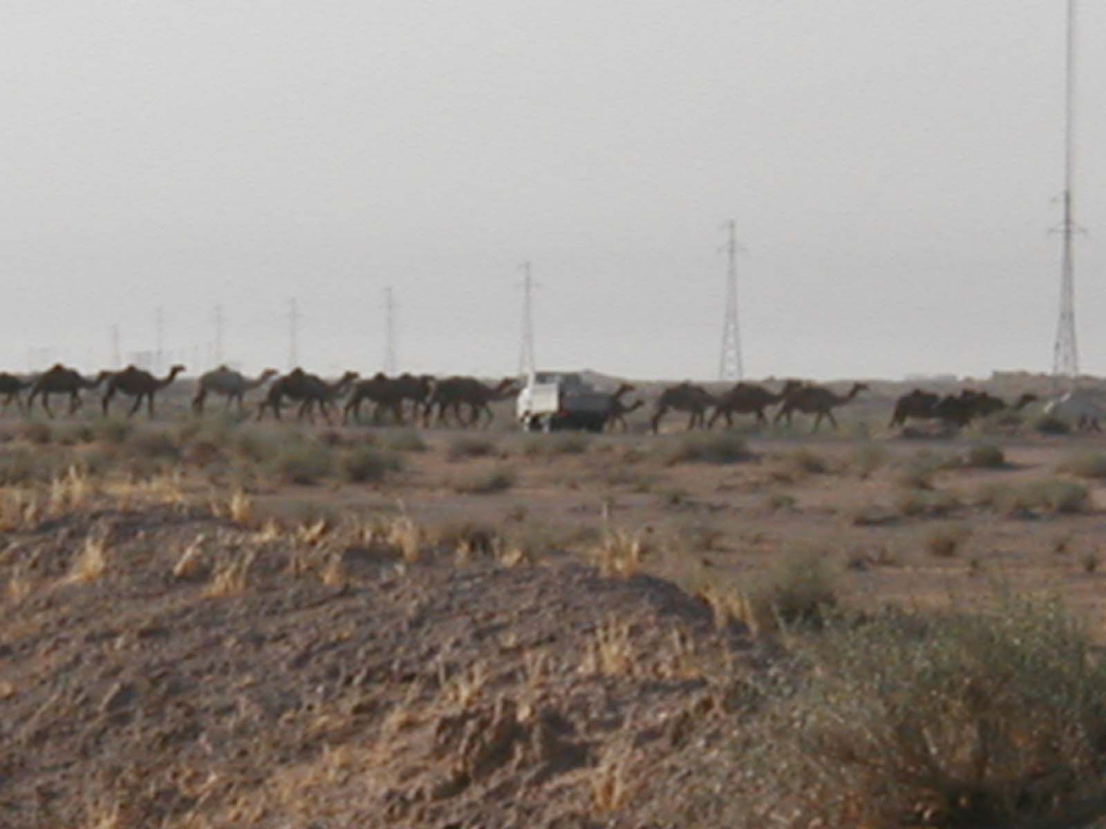 Camels6