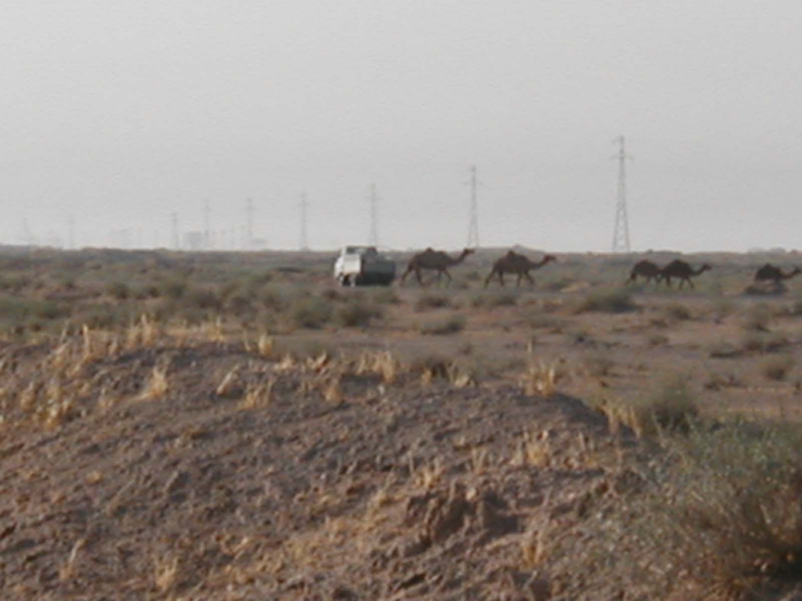 Camels9