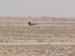 Deuce and a half-wit01